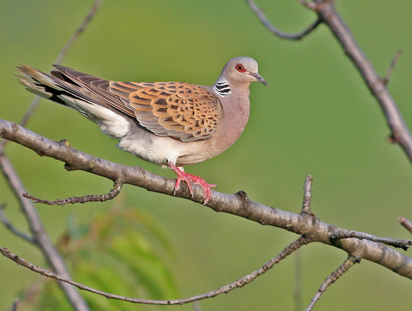 Giochi di tortora (Streptopelia turtur)